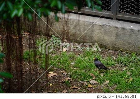 Common Myna Bird Foraging on Grassy Ground Common Myna Bird Foraging on Grassy Ground 141368681