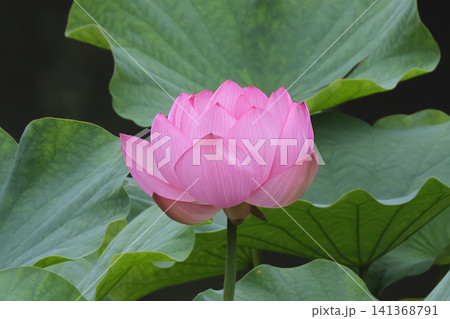 美しくたたずむ蓮の花 透明なピンクが神秘的 美しくたたずむ蓮の花 透明なピンクが神秘的 141368791