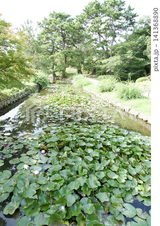 栗林公園の池に浮かぶ蓮の葉 141368890