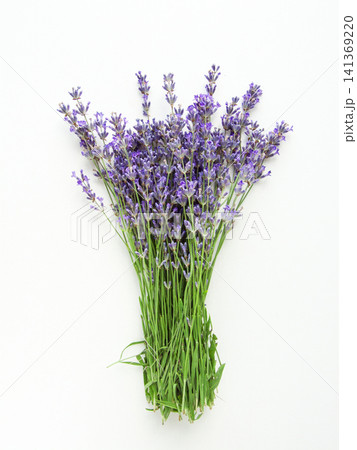 Bouquet of fresh aromatic blooming lavender flowers on white background 141369220