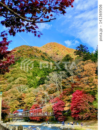 栃木県那須塩原市の、紅葉に包まれる紅の吊橋 栃木県那須塩原市の、紅葉に包まれる紅の吊橋 141369506