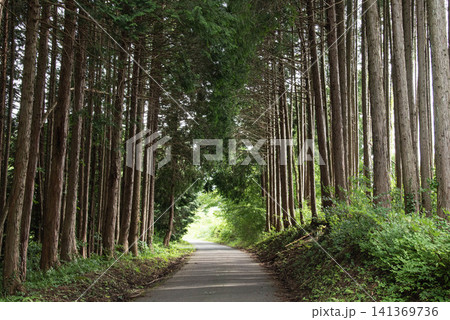 杉林の中をまっすぐ奥へ続く静かな道 杉林の中をまっすぐ奥へ続く静かな道 141369736