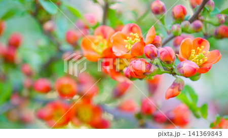 Macro Orange Quince Blossom With Buds on Spring Branch Macro Orange Quince Blossom With Buds on Spring Branch 141369843