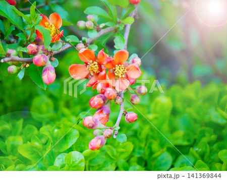 Macro Orange Quince Blossom With Buds on Spring Branch 141369844