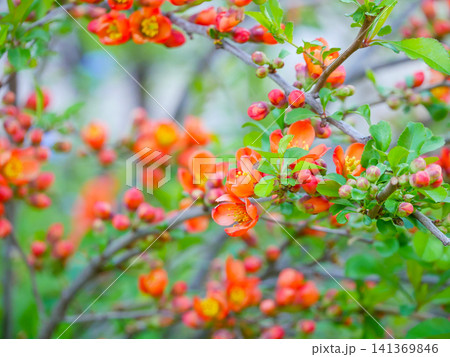 Orange Quince Flowers Blooming With Sunlight Flare Green Background 141369846