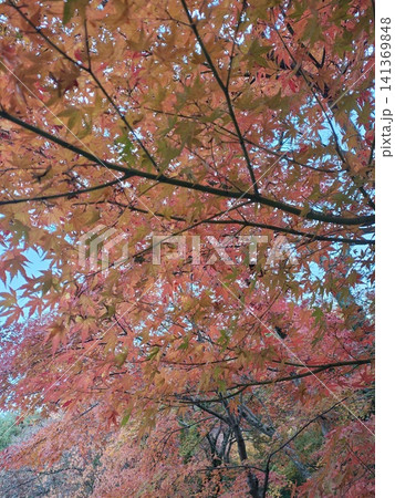 秋の彩りに包まれた紅葉の枝/ Autumn Maple Leaves 秋の彩りに包まれた紅葉の枝/ Autumn Maple Leaves 141369848