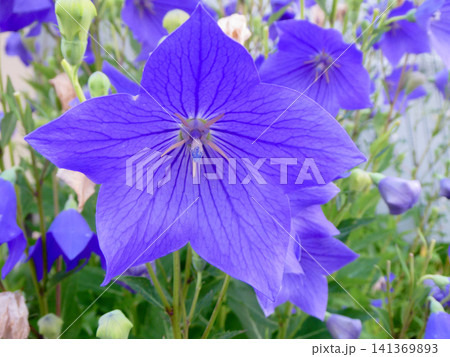 お盆の花の桔梗が咲き始めた．秋の七草の一つの桔梗 141369893