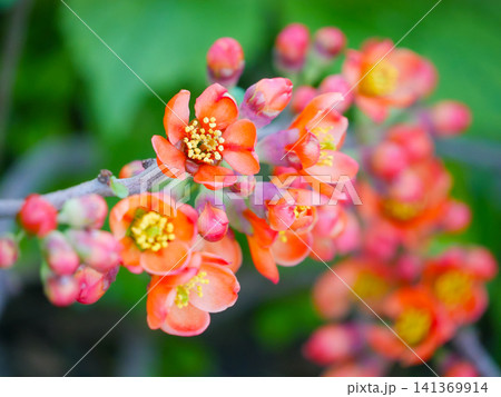 Macro Orange Quince Blossom With Buds on Spring Branch Macro Orange Quince Blossom With Buds on Spring Branch 141369914