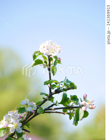 Apple tree blossoming branch against clear blue sky Apple tree blossoming branch against clear blue sky 141369915