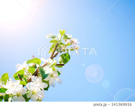 Apple blossom branch sunlight lens flare blue sky Apple blossom branch sunlight lens flare blue sky 141369916