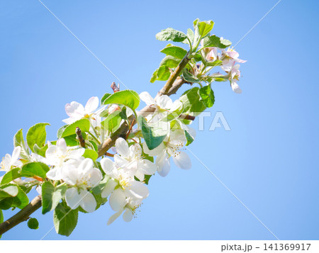 Apple tree branch with white pink blossoms blue sky Apple tree branch with white pink blossoms blue sky 141369917