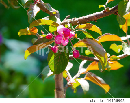 Crabapple branch with pink flowers and red buds closeup Crabapple branch with pink flowers and red buds closeup 141369924