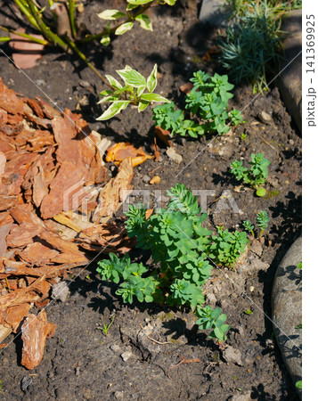 Young euphorbia seedlings sprouting in garden soil mulch Young euphorbia seedlings sprouting in garden soil mulch 141369925