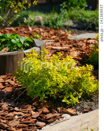 Bright yellow-green spirea shrub in sunny garden mulch bed Bright yellow-green spirea shrub in sunny garden mulch bed 141369937
