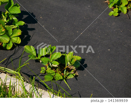 Strawberry plant sprouting through black weed barrier fabric 141369939