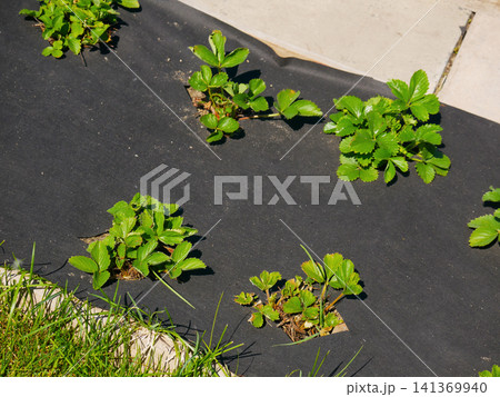 Strawberry plant sprouting through black weed barrier fabric Strawberry plant sprouting through black weed barrier fabric 141369940