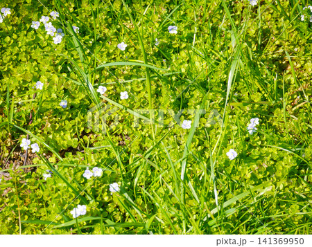 Green creeping thyme ground cover with blue veronica flowers Green creeping thyme ground cover with blue veronica flowers 141369950