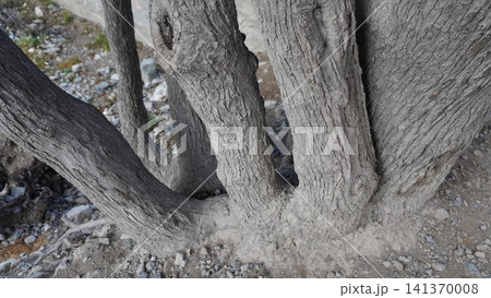 Close-up of a massive tree trunk with thick gray-brown branches and rough textured bark, longevity concept. 141370008