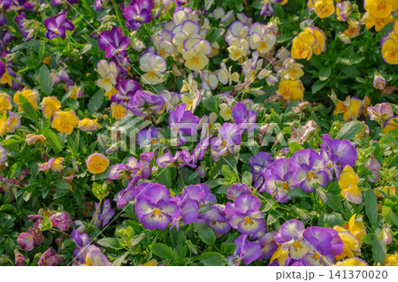 花壇の中で鮮やかなコントラストを見せるパンジーの花 花壇の中で鮮やかなコントラストを見せるパンジーの花 141370020