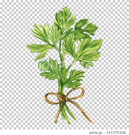 A bunch of parsley tied with a rope. Everything is hand-painted in watercolor. Watercolor illustration of parsley for the design of recipes for healthy organic dishes, prints on dishes, fabrics. 141370108
