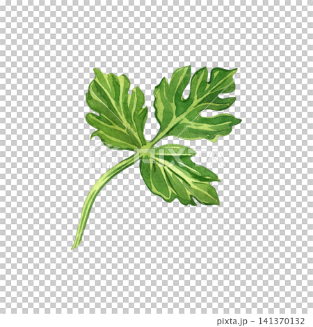 Watercolor illustration of a green parsley leaf, healthy greens. A hand-painted parsley in watercolor. Watercolor illustration for the design of restaurant menus and labels for healthy food. Watercolor illustration of a green parsley leaf, healthy greens. A hand-painted parsley in watercolor. Watercolor illustration for the design of restaurant menus and labels for healthy food. 141370132