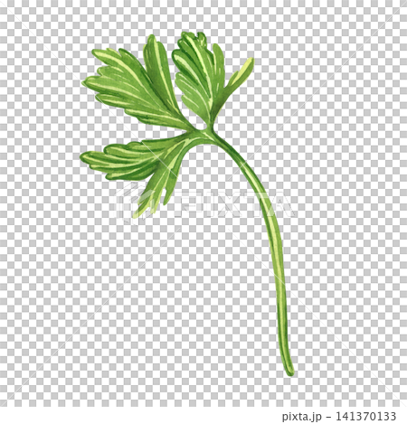 Green parsley leaf isolated on white background. Everything is hand painted with watercolors. Fresh aromatic edible herb for culinary design and healthy eating concept, print on fabric, paper. 141370133