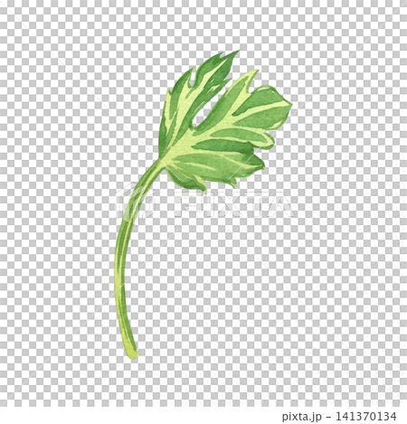 Watercolor illustration of a single green parsley leaf with a stem. All objects are hand-painted in watercolor. An element of fresh greenery for decorating culinary menus, kitchen textiles. 141370134