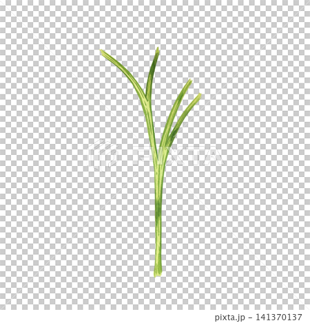 Watercolor illustration depicting a single stem of a parsley plant. Everything is hand-painted in watercolor. The illustration is suitable for the design of kitchen menus and culinary decorations. 141370137