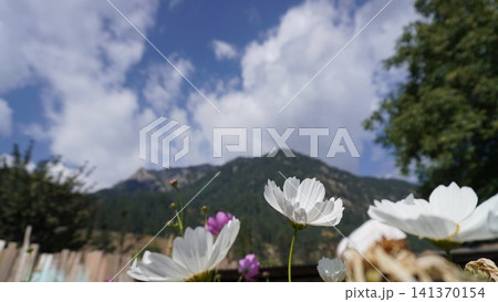 Nature photograph of white cosmos flowers in the foreground with a majestic mountain peak, sublime concept. Nature photograph of white cosmos flowers in the foreground with a majestic mountain peak, sublime concept. 141370154