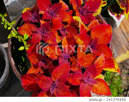 Vibrant red orange coleus plant in garden pot close-up 141370308