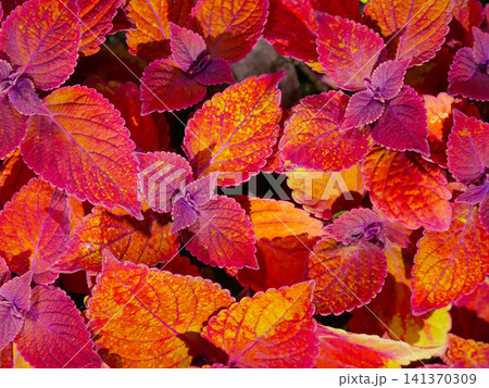 Close up coleus red pink orange purple foliage texture Close up coleus red pink orange purple foliage texture 141370309