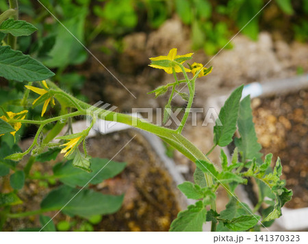 Tomato plant with yellow flower blooming in home garden. Close up of green stem and leaf in vegetable patch. Organic farming and agriculture development concept in spring season. Tomato plant with yellow flower blooming in home garden. Close up of green stem and leaf in vegetable patch. Organic farming and agriculture development concept in spring season. 141370323