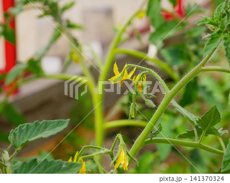 Yellow tomato flower blooming on green vine in home garden. Close up of plant sprout with vegetable blossom. Agriculture, organic farming growth and spring botany concept. 141370324