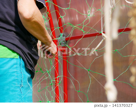 Woman gardener installing green climbing plant net in greenhouse. Agriculture work in backyard garden. Horticulture hobby for vegetable growth support frame at spring seeding season. Woman gardener installing green climbing plant net in greenhouse. Agriculture work in backyard garden. Horticulture hobby for vegetable growth support frame at spring seeding season. 141370327