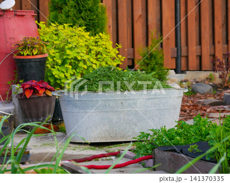 Metal tub filled with freshly cut green grass shavings in garden. Lawn maintenance work and composting concept. Outdoor gardening chore and organic waste recycling in backyard. 141370335