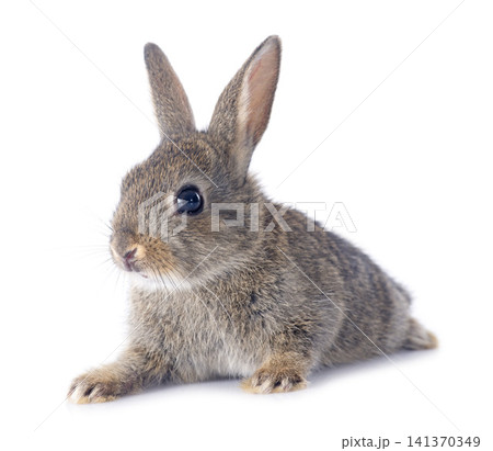 European rabbit European rabbit 141370349