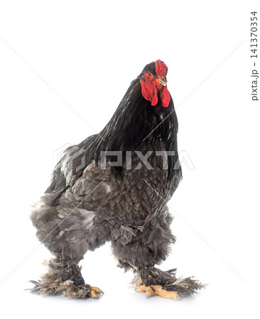 brahma rooster brahma rooster 141370354