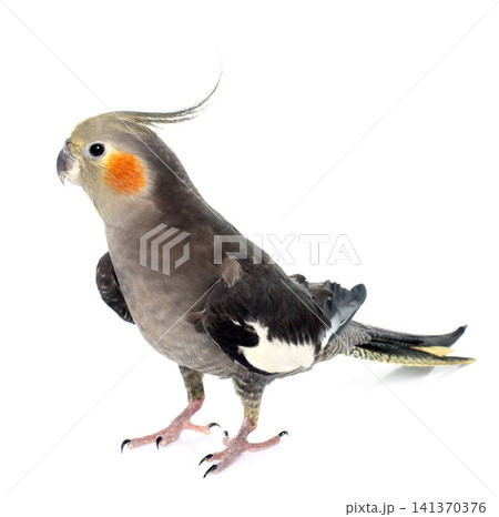 adult gray Cockatiel adult gray Cockatiel 141370376