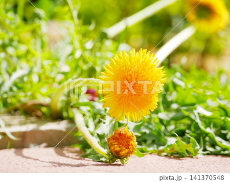 Bright yellow dandelion flower blooming in green grass. Spring meadow nature photography. Botanical plant growth in sunny garden. Wildflower season outdoors with fresh herbal aesthetic. Bright yellow dandelion flower blooming in green grass. Spring meadow nature photography. Botanical plant growth in sunny garden. Wildflower season outdoors with fresh herbal aesthetic. 141370548