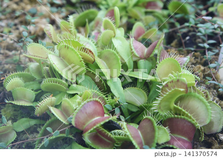 Close-Up View of a Dense Cluster of Carnivorous Venus Flytrap Plants with Open Green and Red Traps Close-Up View of a Dense Cluster of Carnivorous Venus Flytrap Plants with Open Green and Red Traps 141370574