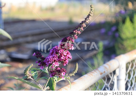 開花したピンク色のブッドレアの花 開花したピンク色のブッドレアの花 141370631