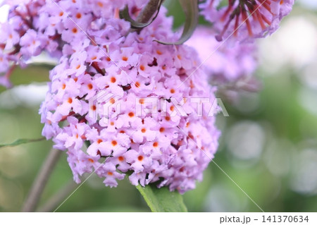 開花したピンク色のブッドレアの花 開花したピンク色のブッドレアの花 141370634