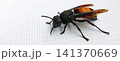 Macro photo of a *Vespa affinis* wasp on a white surface. 141370669