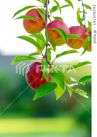 Juicy red plums on fruit tree with soft natural green background Juicy red plums on fruit tree with soft natural green background 141370743