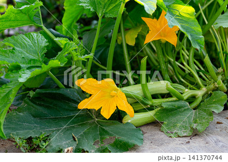 Fresh zucchini plants with yellow blossoms on lush green garden background Fresh zucchini plants with yellow blossoms on lush green garden background 141370744