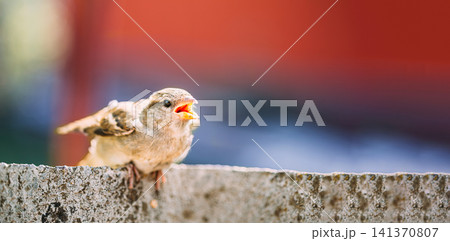 A small young sparrow chirping with its beak wide open on a stone wall. A small young sparrow chirping with its beak wide open on a stone wall. 141370807