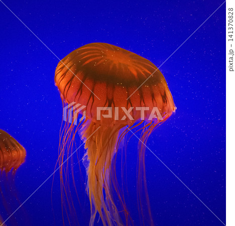 Jellyfish Swim Up On Blue Background. Japanese Sea Nettle Or Chrysaora Pacifica In Family Pelagiidae. Dangerous Jellyfish To Humans. Mesmerizing Swimming Of Jellyfish. Ocean Animal, Aquatic Life Jellyfish Swim Up On Blue Background. Japanese Sea Nettle Or Chrysaora Pacifica In Family Pelagiidae. Dangerous Jellyfish To Humans. Mesmerizing Swimming Of Jellyfish. Ocean Animal, Aquatic Life 141370828