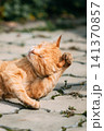 cute ginger cat lying on paving stones and scratching its head. cute ginger cat lying on paving stones and scratching its head. 141370857