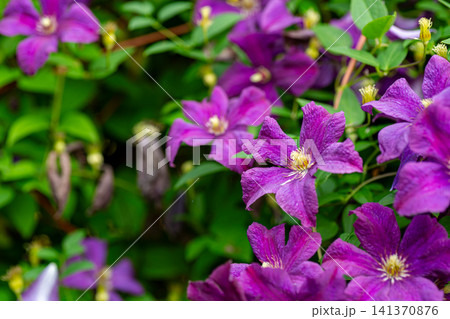 Vibrant purple clematis blossoms with soft green garden background 141370876