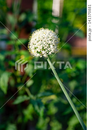White allium flower blooming in sunny garden with blurred green background White allium flower blooming in sunny garden with blurred green background 141370881